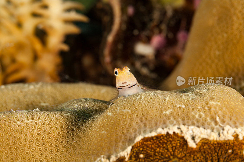 用一只眼睛看你，八山Blenny Ecsenius yaeyamaensis，帕劳，密克罗尼西亚